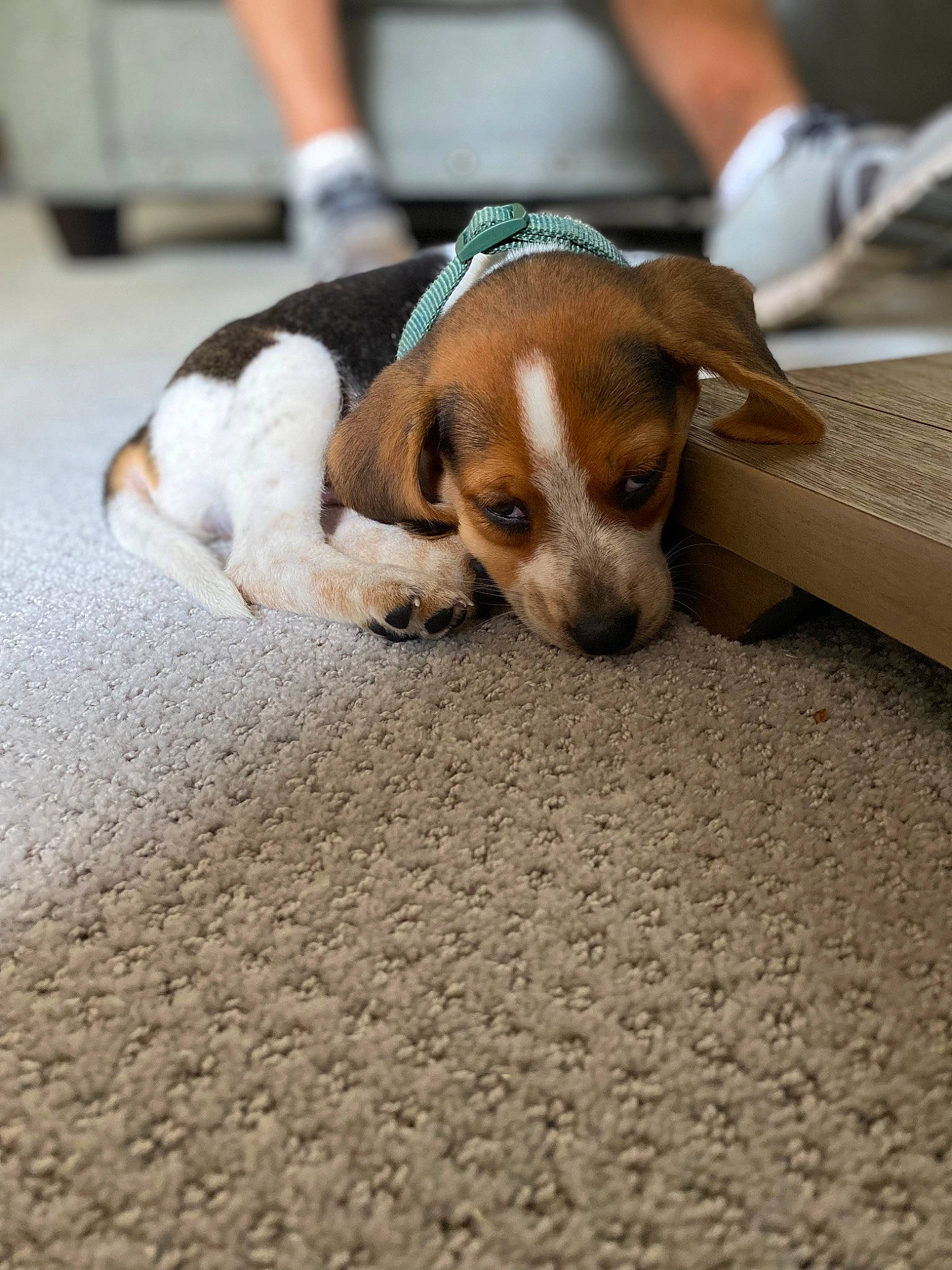Bo joined the competition — help win amazing prizes! beagle, beagle_harrier, canidae, carnivore, comfort, companion_dog, dog, dog_breed, fawn, finnish_hound, flooring, fur, hardwood, hound, paw, pocket_beagle, scent_hound, service, sporting_group, wood