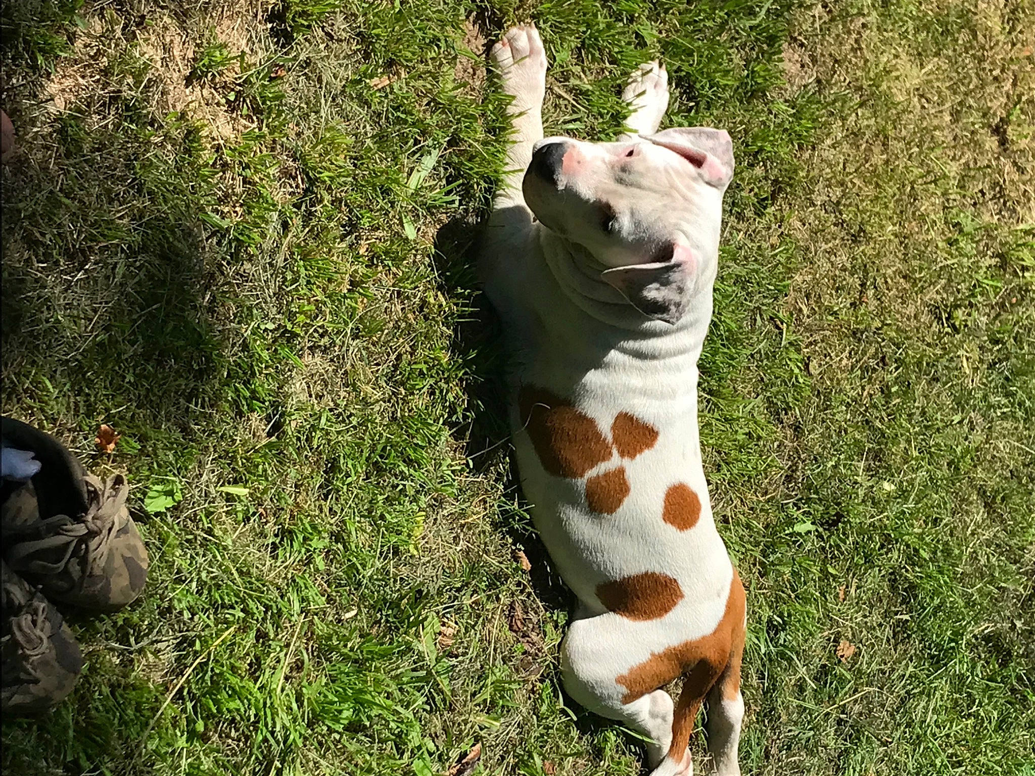 Many participe au concours pour gagner de l'argent avec cette photo : amphibian, art, bengal_tiger, big_cats, carnivore, companion_dog, dog_breed, fawn, felidae, grass, grassland, paw, plant, reptile, small_to_medium_sized_cats, snout, tail, terrestrial_animal, toy, whiskers