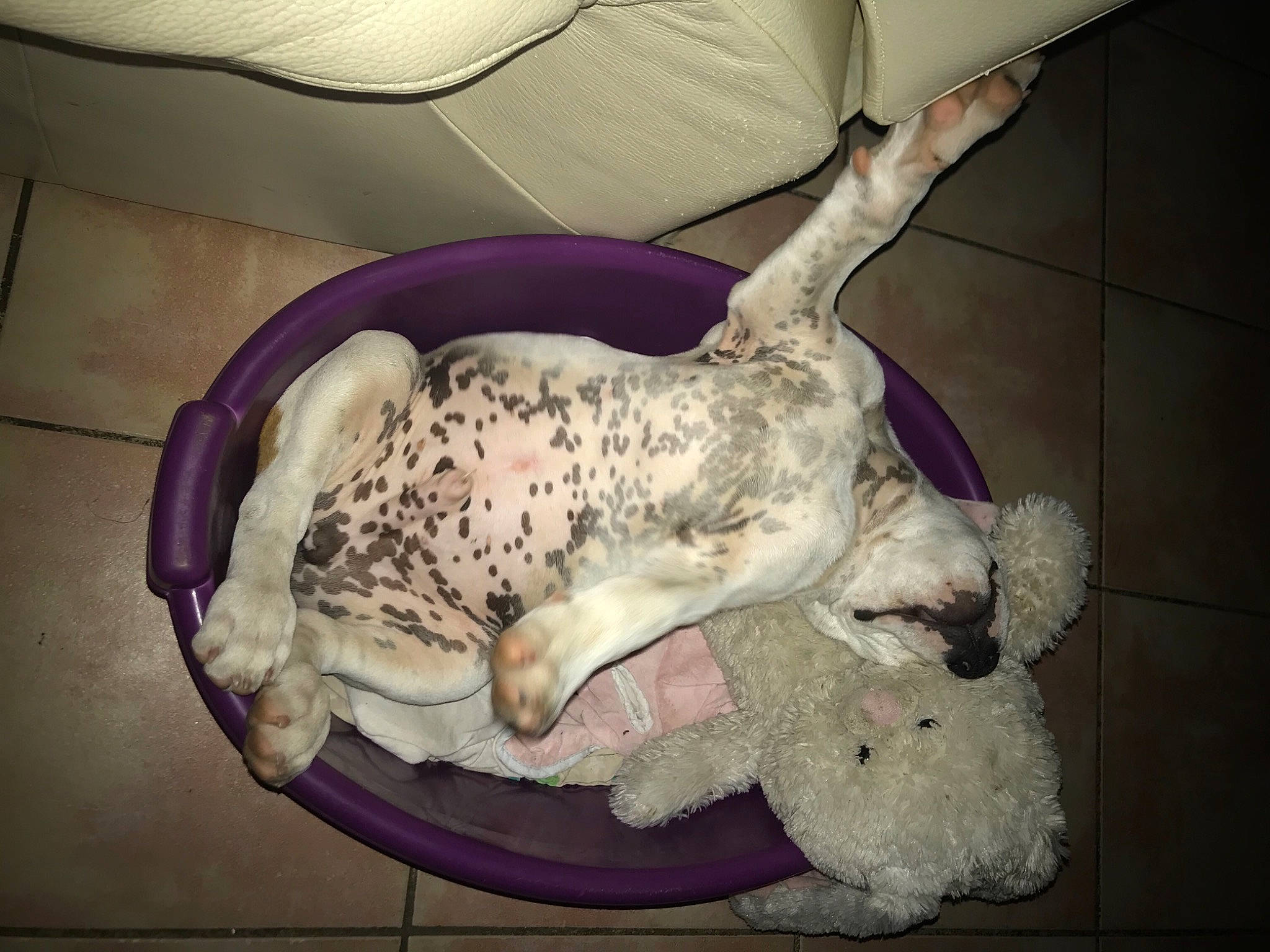 Many participe au concours pour gagner de l'argent avec cette photo : carnivore, comfort, companion_dog, couch, dalmatian, dog, dog_breed, fawn, fur, ingredient, nap, non_sporting_group, paw, recipe, sporting_group, tail, toy_dog, working_animal