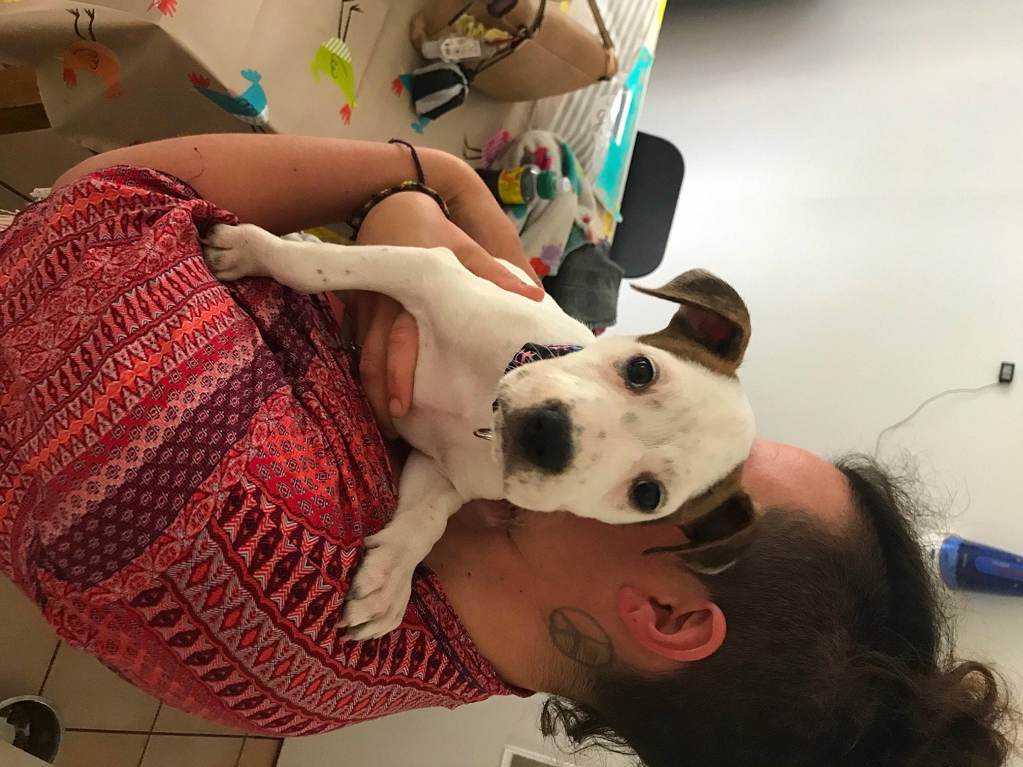 Sya a rejoint le concours — aidez-le/la à gagner de superbes lots ! carnivore, comfort, companion_dog, couch, dalmatian, dog, dog_breed, fashion, fashion_accessory, fawn, felidae, fun, fur, pattern, plaid, selfie, stuffed_toy, textile, toy, whiskers