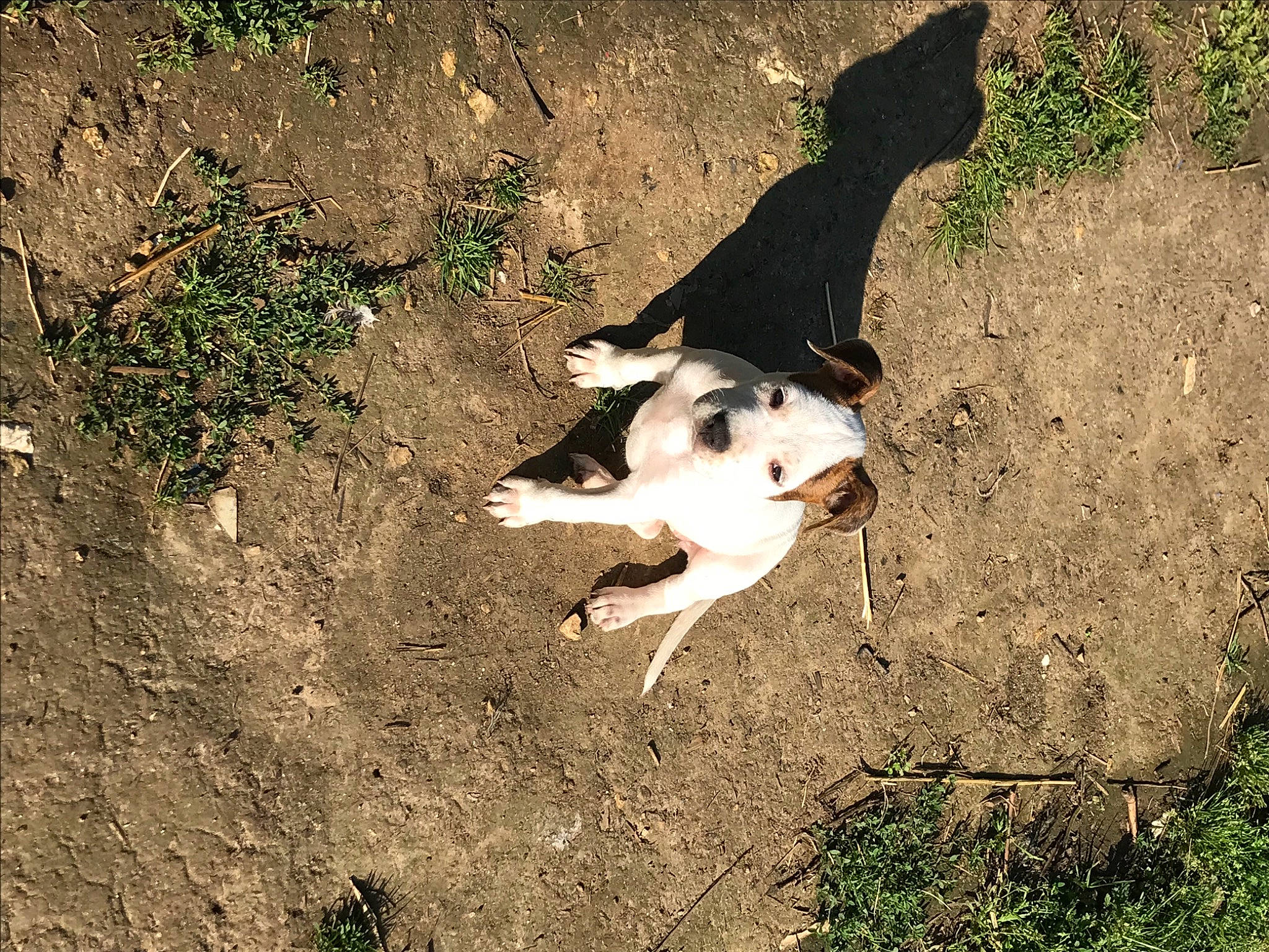 Sya participe au concours pour gagner de l'argent avec cette photo : canidae, carnivore, companion_dog, dog, dog_breed, fawn, felidae, grass, paw, plant, shadow, small_to_medium_sized_cats, snout, soil, sporting_group, tail, terrestrial_animal, tints_and_shades, whiskers, working_animal