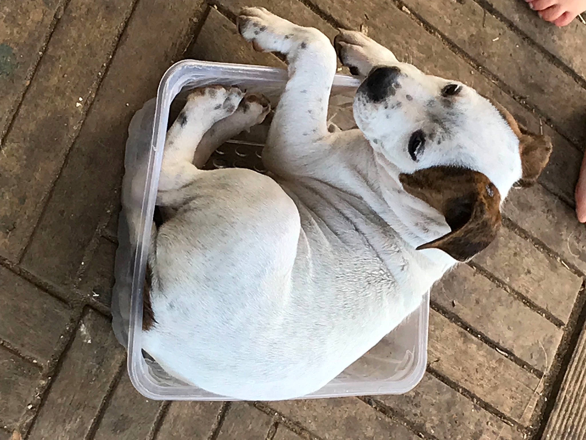 Sya a rejoint le concours — aidez-le/la à gagner de superbes lots ! bone, canidae, carnivore, comfort, companion_dog, dog, dog_breed, dog_supply, fawn, felidae, fur, nap, paw, pet_supply, snout, sporting_group, street_dog, tail, wood, working_animal