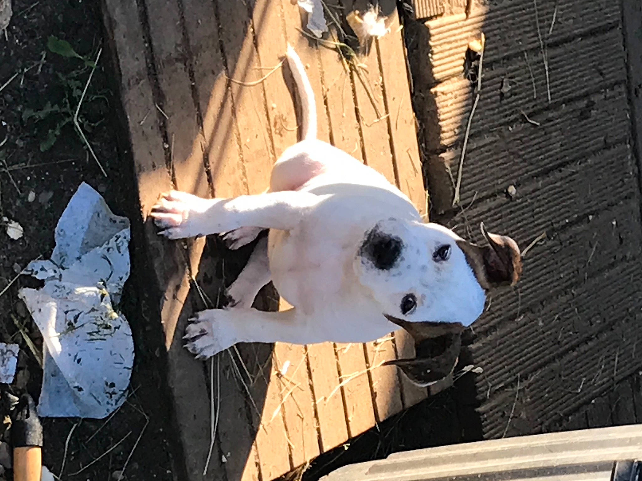 Sya a rejoint le concours — aidez-le/la à gagner de superbes lots ! art, canidae, carnivore, companion_dog, dog, dog_breed, door, event, fawn, fence, fur, metal, snout, snow, sporting_group, tail, toy, winter, wood, world