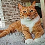 cat, orange_cat, tabby, pet, indoor, rug, furniture, stone_wall, relaxed, animal, whiskers, ears, paws, closeup, mammal, domestic, cozy, house, resting, fur