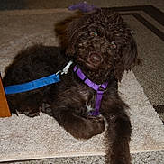 Cookie is registered to the contest to win money with this photo: puppy, dog, brown_fur, curious, indoor, carpet, rug, leash, harness, pet, animal, cute, lying_down, fluffy, young_dog, domestic, companion, paw, head_tilt, relaxed