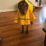 Cookie joined the competition — help win amazing prizes! dog, raincoat, yellow_clothing, indoor, wooden_floor, stairs, pet, animal, canine, brown_dog, looking_at_camera, curious, coat, household, floor, reflection, furniture, portrait, domestic, standing