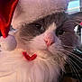 adorable, animal, cat, christmas, close_up, costume, cute, feline, festive, fluffy, gray_fur, holiday, holiday_season, indoor, pet, pink_nose, portrait, santa_hat, whiskers, white_fur