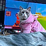 animated_show, bedspread, blue_wall, cat, cozy, curious, cute, domestic_animal, feline, fluffy_cat, gray_fabric, home, indoor, pet_clothing, pink_hoodie, relaxed, remote_control, sitting, television, wooden_table