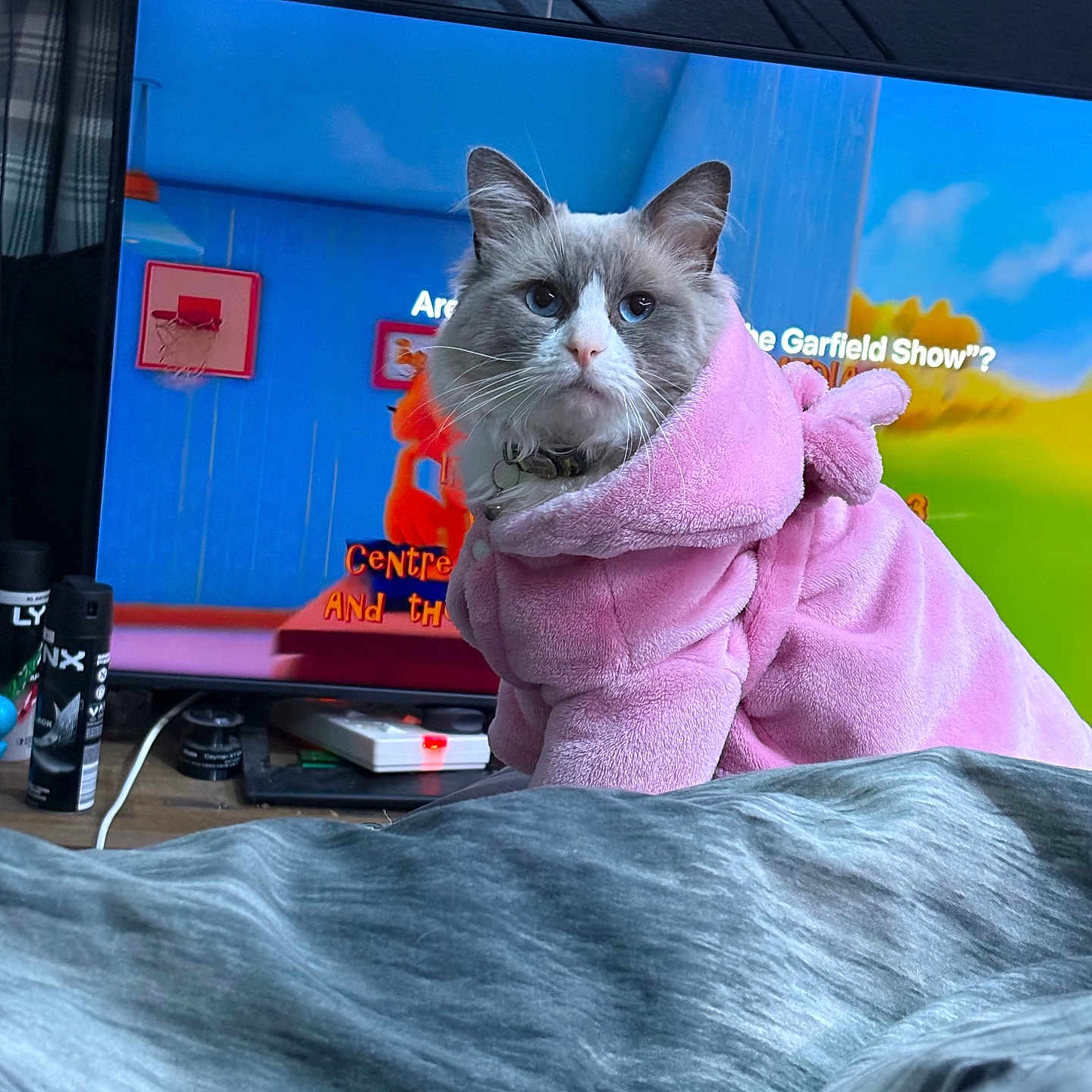 Bobert is registered to the contest to win money with this photo: animated_show, bedspread, blue_wall, cat, cozy, curious, cute, domestic_animal, feline, fluffy_cat, gray_fabric, home, indoor, pet_clothing, pink_hoodie, relaxed, remote_control, sitting, television, wooden_table