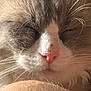 Bobert is registered to the contest to win money with this photo: animal, cat, close_up, cozy, cute, domestic_animal, face, feline, fluffy, fur, indoor, mammal, peaceful, pet, pink_nose, relaxed, resting, sleeping, soft_texture, whiskers