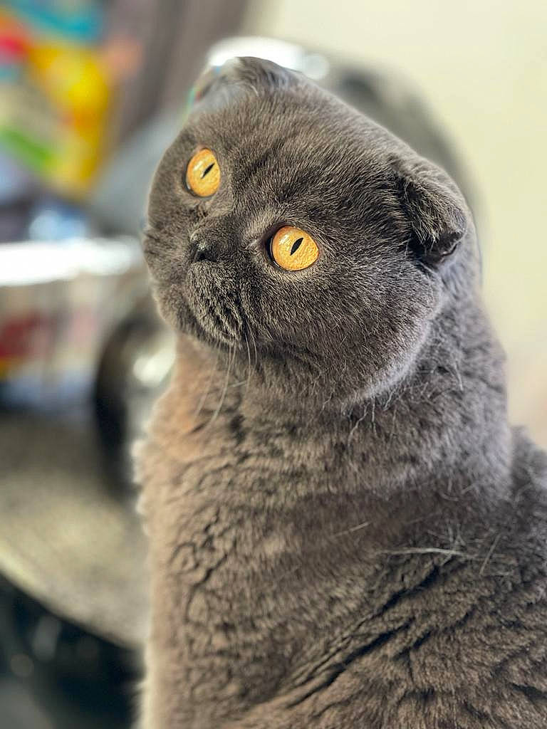 Paris a rejoint le concours — aidez-le/la à gagner de superbes lots ! carnivore, cat, close_up, domestic_short_haired_cat, felidae, fur, grey, scottish_fold, small_to_medium_sized_cats, snout, terrestrial_animal, whiskers, wildlife