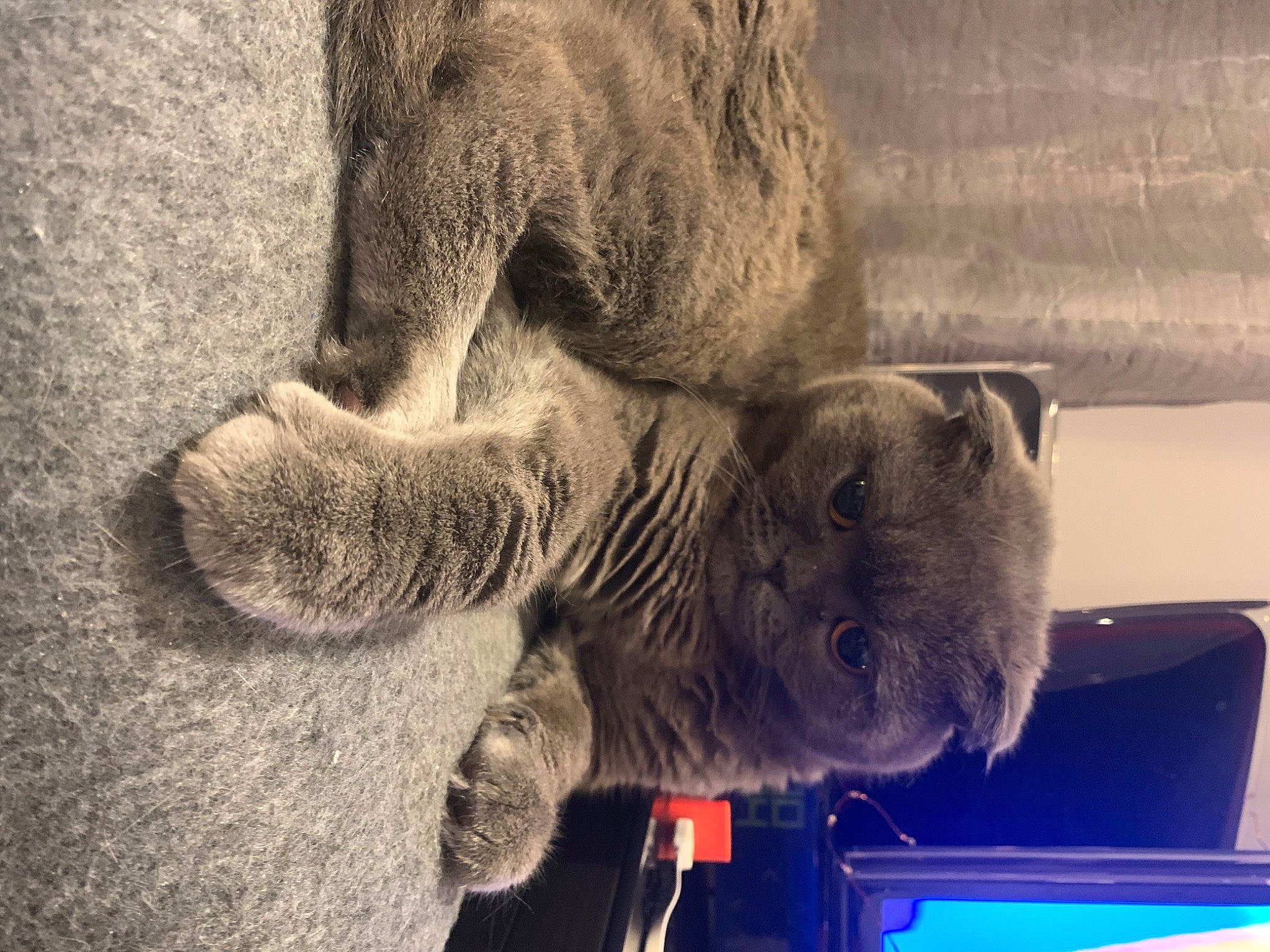 Paris a rejoint le concours — aidez-le/la à gagner de superbes lots ! canidae, carnivore, companion_dog, dog_breed, domestic_short_haired_cat, fawn, felidae, foot, fur, human_leg, paw, plush, small_to_medium_sized_cats, snout, sporting_group, stuffed_toy, tail, terrestrial_animal, toy, whiskers