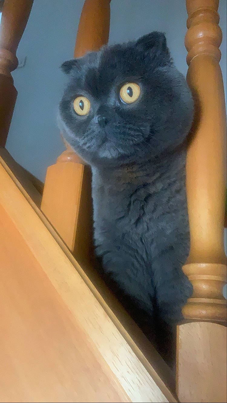 Paris participe au concours pour gagner de l'argent avec cette photo : art, carnivore, cat, cat_supply, chair, domestic_short_haired_cat, electric_blue, felidae, flooring, fur, grey, hardwood, room, shelf, small_to_medium_sized_cats, snout, stairs, tail, whiskers, wood