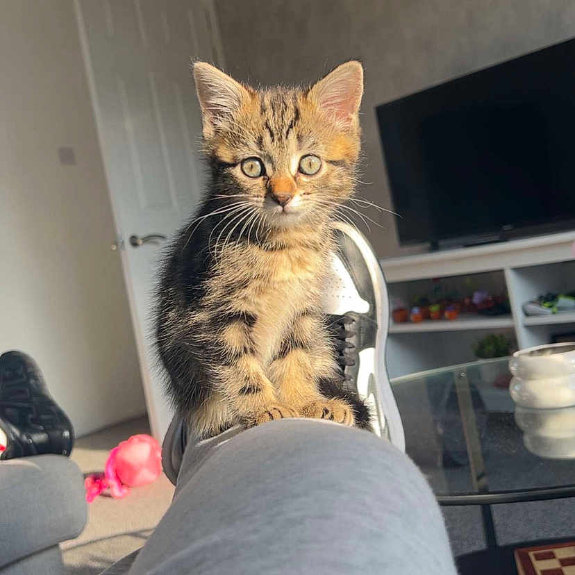 Willow is registered to the contest to win money with this photo: animal, architecture, building, cat, computerhardware, couch, cushion, electronics, furniture, hardware, homedecor, indoors, kitten, livingroom, monitor, pet, room, screen, table, tv