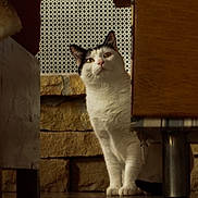 Neptune participe au concours pour gagner de l'argent avec cette photo : animal, black_and_white, cat, curious, domestic, ears, floor, furniture, house, indoor, looking, metal, patterned_wall, paws, peek, pet, stone_wall, tail, whiskers, wood