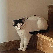 Neptune participe au concours pour gagner de l'argent avec cette photo : cat, black_and_white, stairs, marble, pet, animal, indoor, curious, feline, sitting, stretching, looking, whiskers, paws, tail, fur, domestic_animal, quiet, resting, house