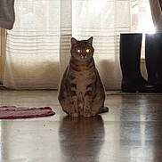 Nouméa participe au concours pour gagner de l'argent avec cette photo : cat, tabby, indoor, curtain, boots, floor, reflection, rug, pet, animal, sitting, feline, glowing_eyes, shadow, window, home, cozy, quiet, light, mystery