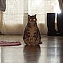 Nouméa participe au concours pour gagner de l'argent avec cette photo : animal, boots, cat, cozy, curtain, feline, floor, glowing_eyes, home, indoor, light, mystery, pet, quiet, reflection, rug, shadow, sitting, tabby, window