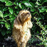 Toundra participe au concours pour gagner de l'argent avec cette photo : animal, bush, canine, daylight, dog, foliage, fur, garden, grass, greenery, leaves, mammal, nature, outdoor, pet, plant, scruffy, snout, standing, sunlight