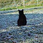 Mizuki participe au concours pour gagner de l'argent avec cette photo : cat, black_cat, frost, grass, outdoor, nature, morning, winter, animal, back_view, serene, sunlight, shadow, field, fence, quiet, peaceful, wildlife, sitting, greenery