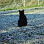 cat, black_cat, frost, grass, outdoor, nature, morning, winter, animal, back_view, serene, sunlight, shadow, field, fence, quiet, peaceful, wildlife, sitting, greenery