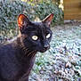 black_cat, cat, animal, outdoor, frost, grass, nature, pet, mammal, whiskers, ears, eyes, fur, closeup, portrait, daylight, curious, wildlife, background_blur, feline