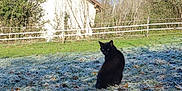 Mizuki participe au concours pour gagner de l'argent avec cette photo : black_cat, frost, grass, outdoor, animal, nature, morning, leafless_trees, house, shadow, sunlight, winter, pet, fence, quiet, cold, back_view, wildlife, daytime, rural