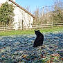 black_cat, frost, grass, outdoor, animal, nature, morning, leafless_trees, house, shadow, sunlight, winter, pet, fence, quiet, cold, back_view, wildlife, daytime, rural