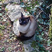 Muguet participe au concours pour gagner de l'argent avec cette photo : siamese_cat, cat, animal, pet, outdoor, nature, stone, moss, greenery, ivy, leaves, fence, curious, sitting, wildlife, flora, garden, mammal, feline, closeup