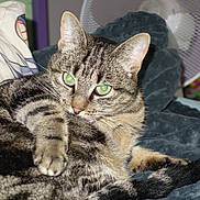 Minouche participe au concours pour gagner de l'argent avec cette photo : cat, tabby, pet, indoor, blanket, paw, fur, green_eyes, resting, cozy, feline, comfortable, close_up, animal, mammal, whiskers, relaxed, home, bed, fan