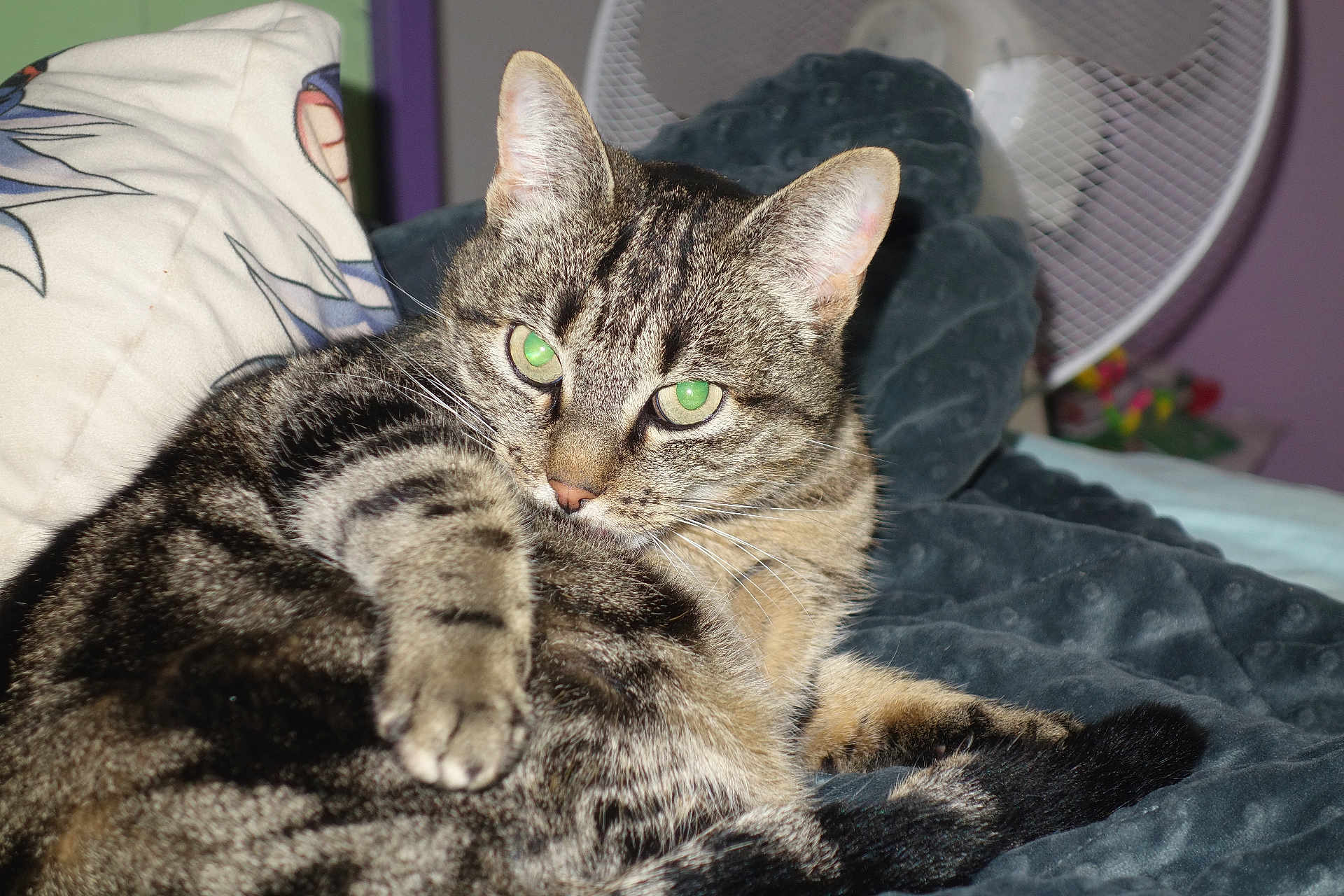 Minouche participe au concours pour gagner de l'argent avec cette photo : cat, tabby, pet, indoor, blanket, paw, fur, green_eyes, resting, cozy, feline, comfortable, close_up, animal, mammal, whiskers, relaxed, home, bed, fan