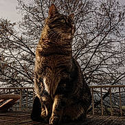 Minouche a rejoint le concours — aidez-le/la à gagner de superbes lots ! animal, background, bare_branches, calm, cat, closeup, daylight, feline, fur, nature, outdoor, pet, portrait, profile, sitting, sky, tabby, tree, whiskers, wooden_deck