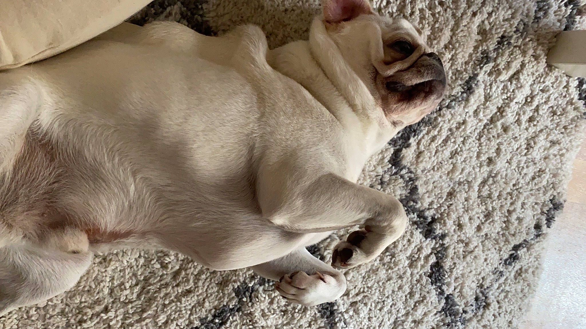 Nobu a rejoint le concours — aidez-le/la à gagner de superbes lots ! bulldog, canidae, carnivore, comfort, companion_dog, dog, dog_breed, fawn, molosser, paw, rock, sand, snout, soil, sporting_group, terrestrial_animal, toy_dog, wildlife, working_animal, wrinkle