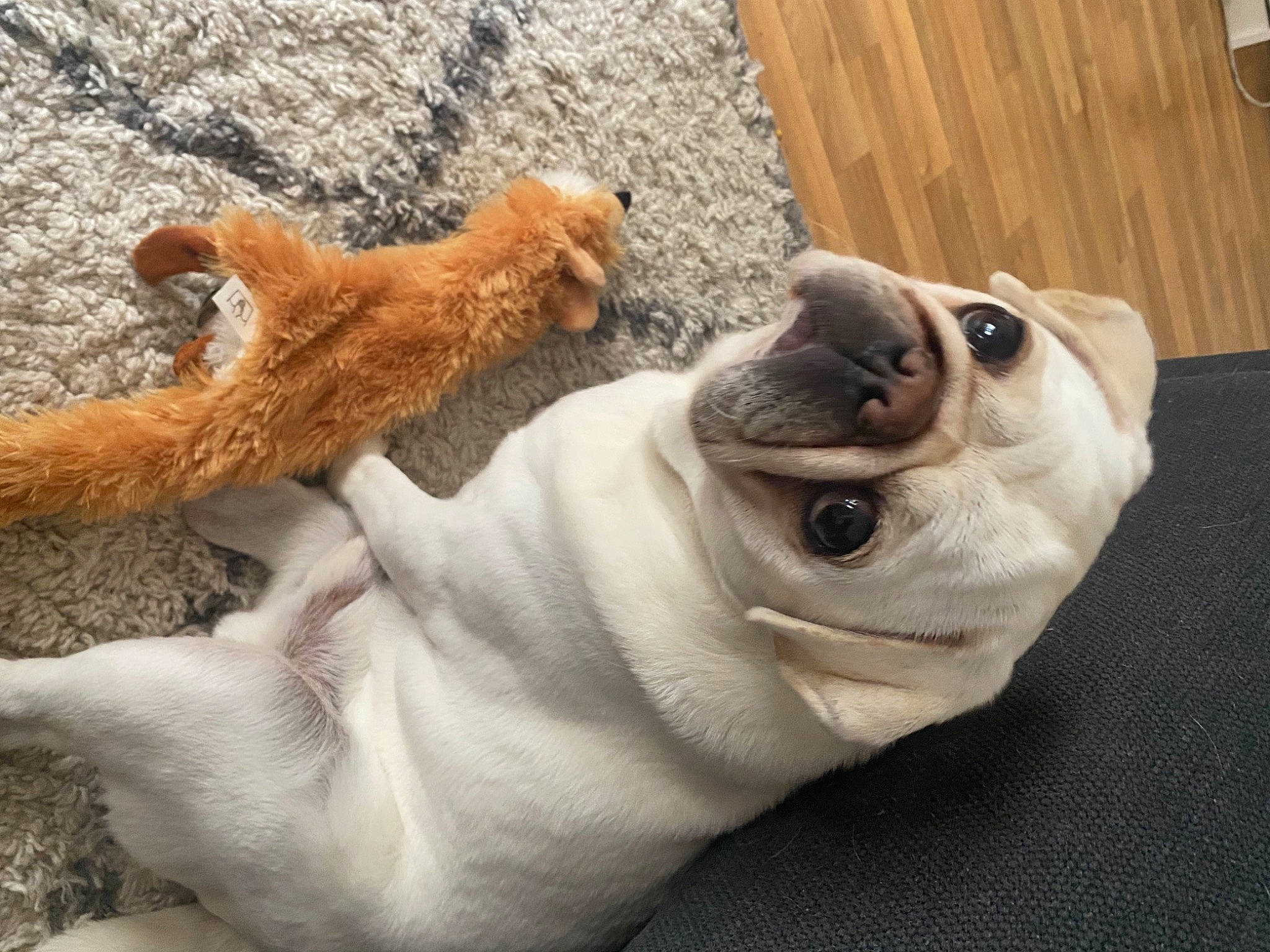 Nobu participe au concours pour gagner de l'argent avec cette photo : canidae, carnivore, collar, companion_dog, dog, dog_breed, dog_collar, ear, fawn, fur, paw, snout, sporting_group, tail, toy, toy_dog, whiskers, wood, working_animal, wrinkle