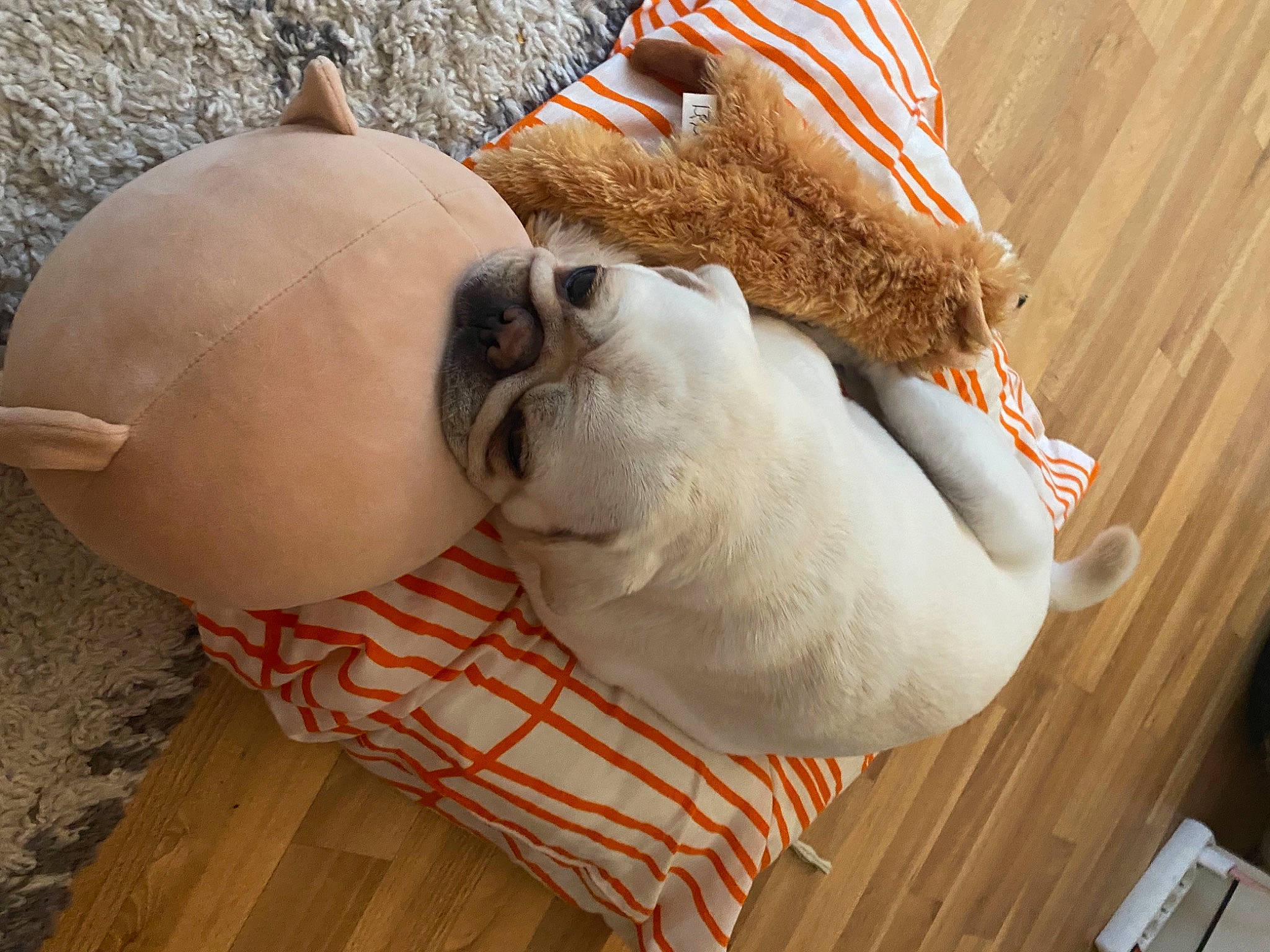 Nobu a rejoint le concours — aidez-le/la à gagner de superbes lots ! canidae, carnivore, comfort, companion_dog, dog, dog_breed, ear, fawn, flooring, foot, fur, hardwood, human_leg, plush, snout, sporting_group, stuffed_toy, toy, wood, working_animal