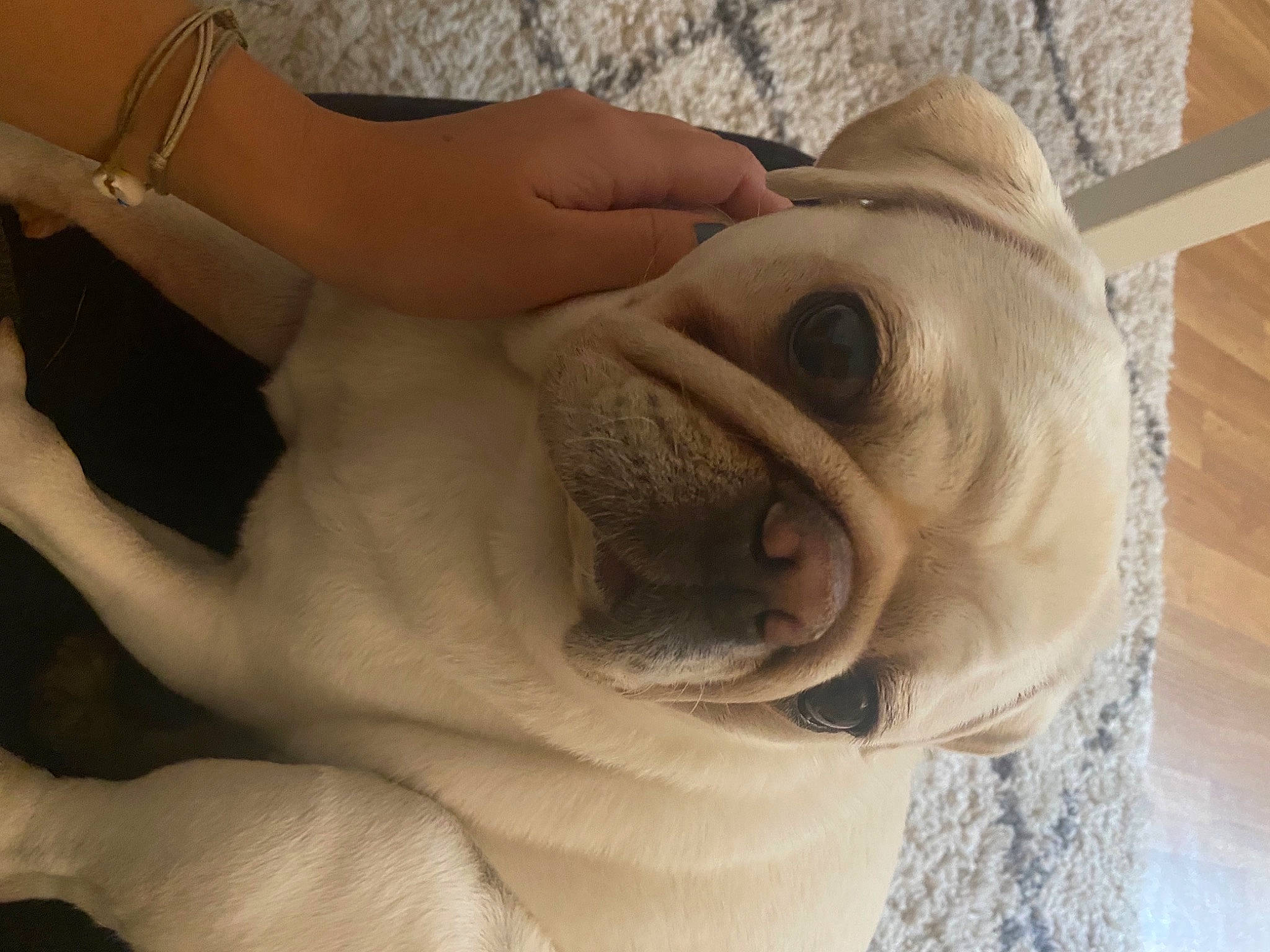 Nobu a rejoint le concours — aidez-le/la à gagner de superbes lots ! bulldog, carnivore, comfort, companion_dog, dog, dog_breed, dog_collar, ear, fawn, flooring, hand, head, knee, snout, toy, toy_dog, trunk, vertebrate, working_animal, wrinkle