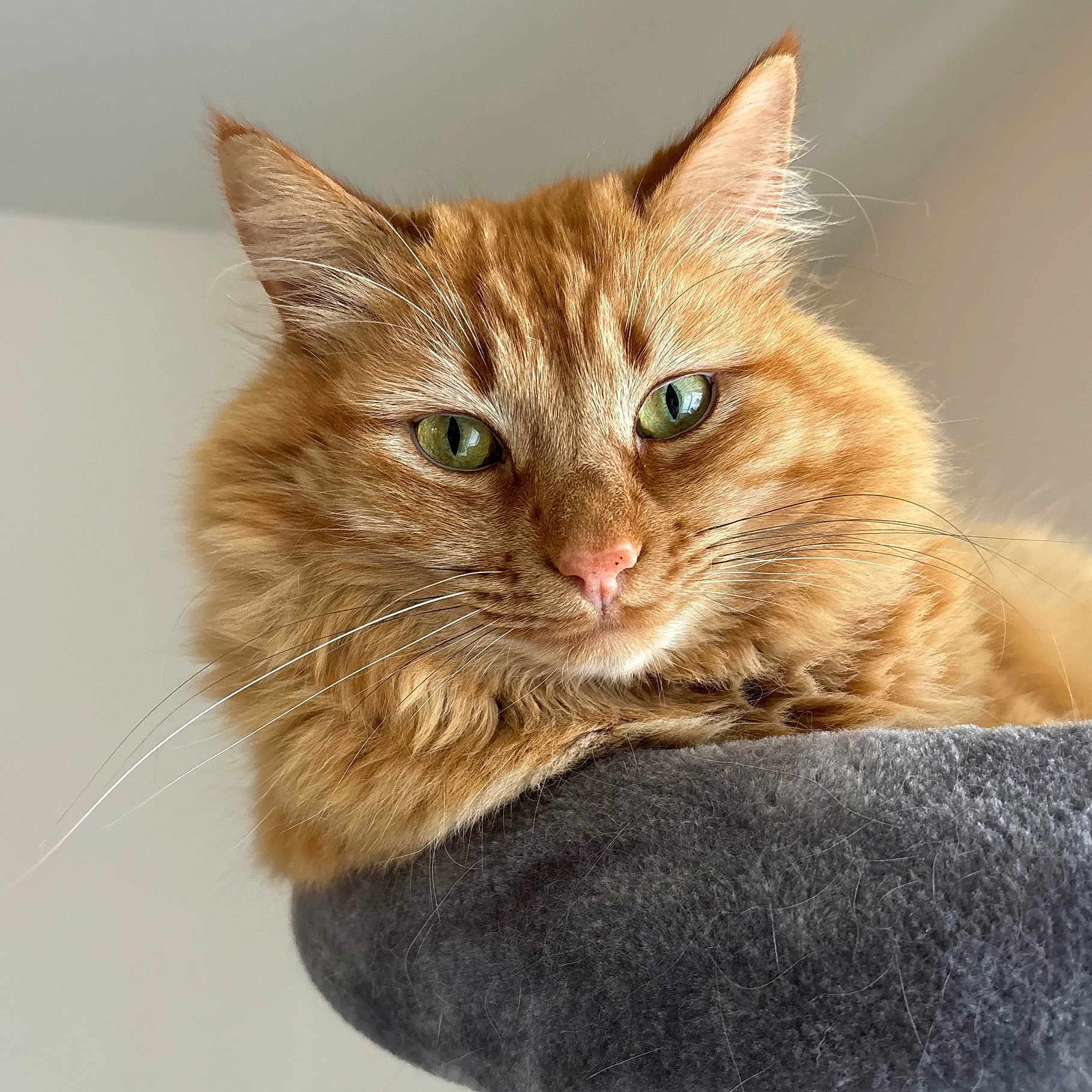 Franklin is registered to the contest to win money with this photo: abyssinian, angora, animal, cat, kitten, manx, pet