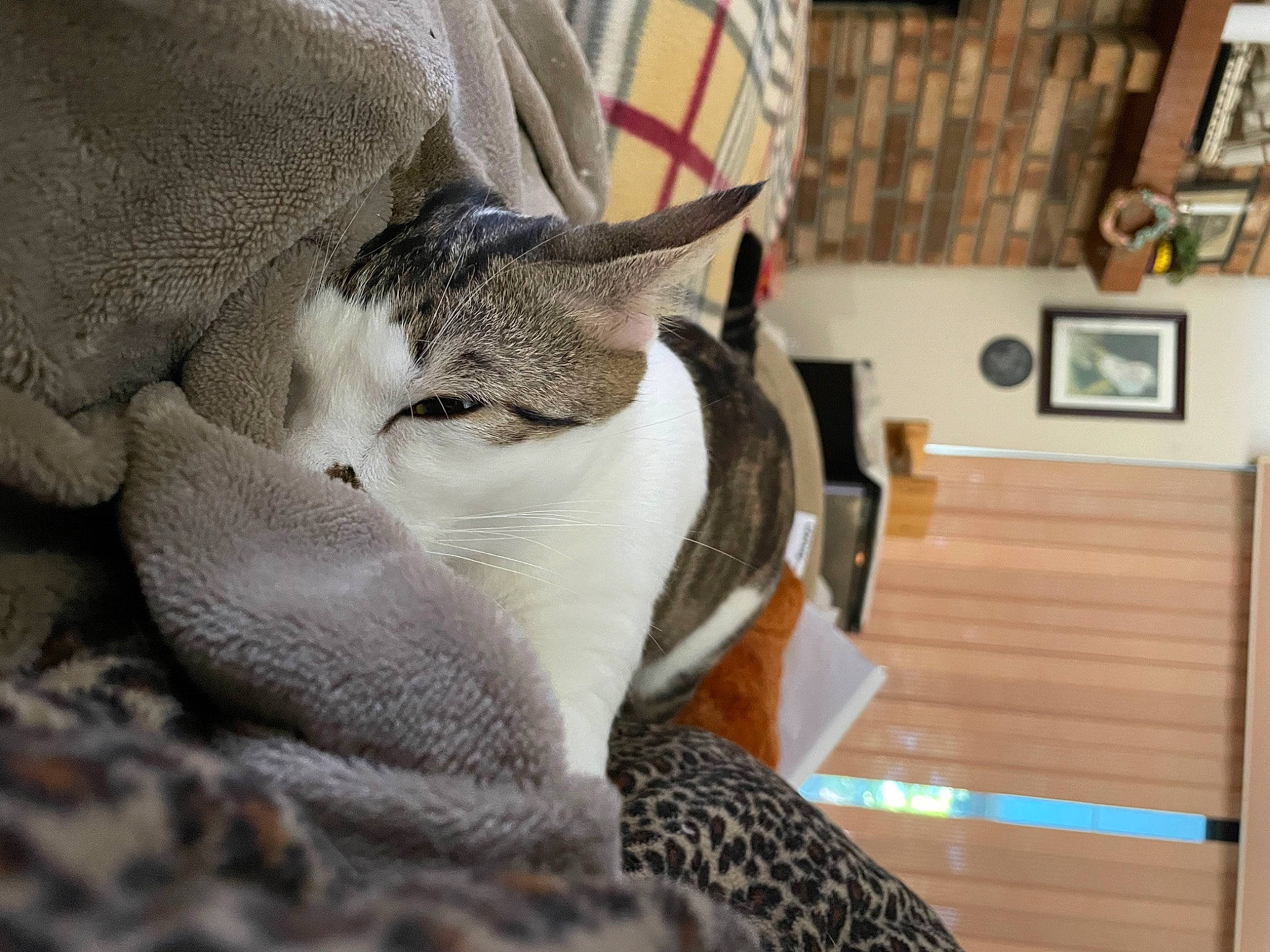 Patches is registered to the contest to win money with this photo: carnivore, cat, claw, comfort, domestic_short_haired_cat, felidae, fur, grey, human_leg, linens, nap, paw, picture_frame, room, sitting, small_to_medium_sized_cats, snout, tail, whiskers, wood