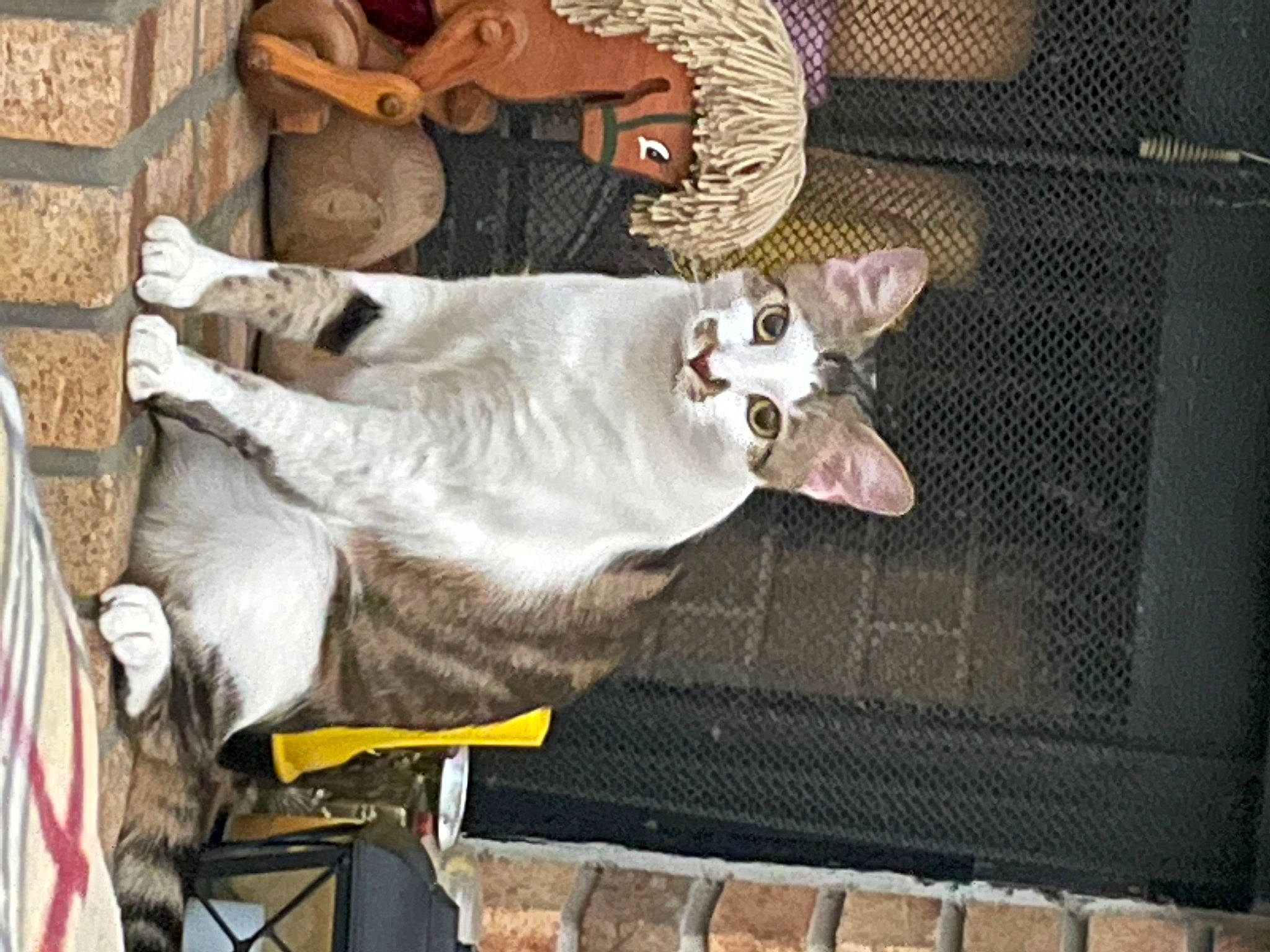 Patches joined the competition — help win amazing prizes! animal_shelter, cage, canidae, carnivore, collar, companion_dog, dog_breed, fawn, felidae, fur, mammal, mesh, pet_supply, small_to_medium_sized_cats, sporting_group, tail, vertebrate, whiskers, wood, working_animal