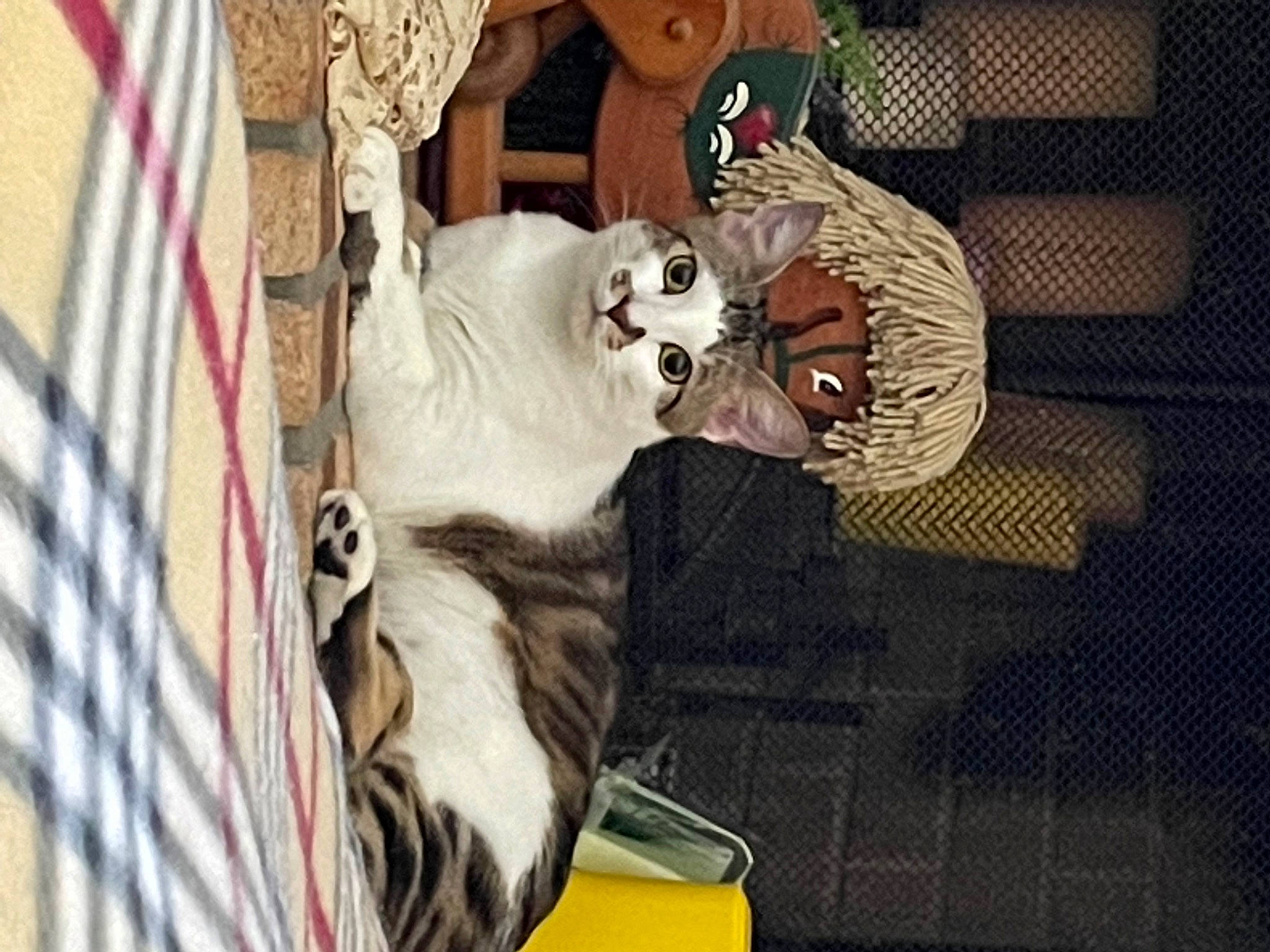 Patches is registered to the contest to win money with this photo: bengal_tiger, big_cats, canidae, carnivore, companion_dog, dog_breed, fawn, felidae, fun, fur, plant, siberian_tiger, small_to_medium_sized_cats, snout, sporting_group, terrestrial_animal, tiger, tree, whiskers, wood