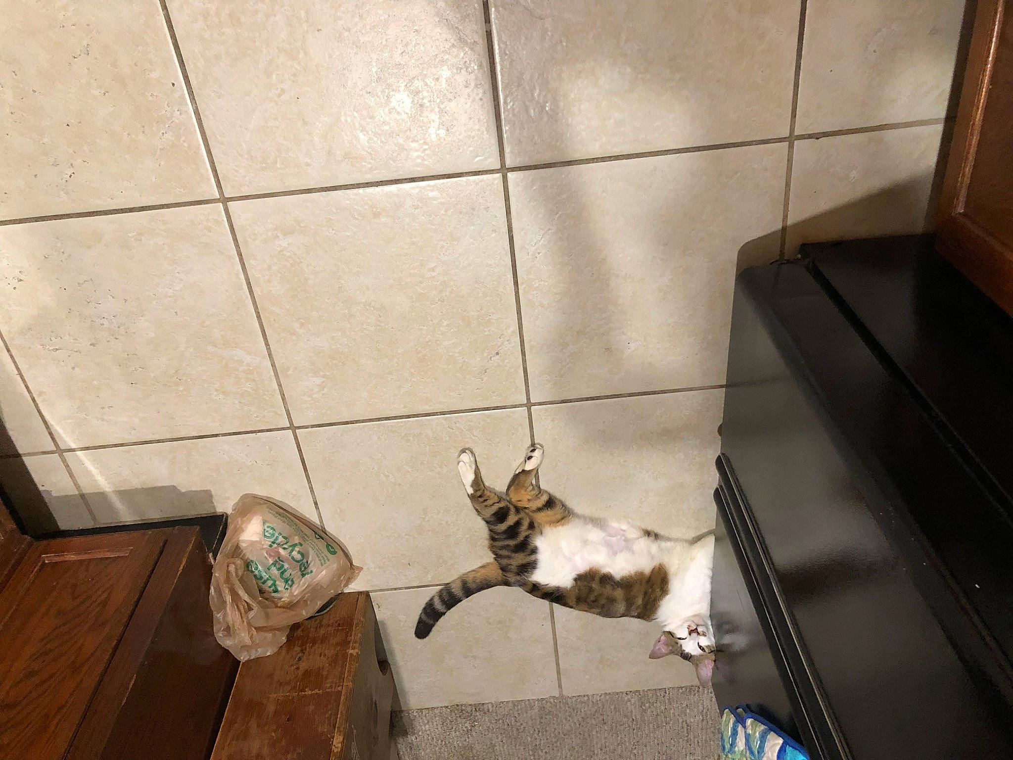 Patches is registered to the contest to win money with this photo: brown, carnivore, cat, comfort, companion_dog, dog_breed, domestic_short_haired_cat, fawn, felidae, floor, flooring, fur, hardwood, shadow, small_to_medium_sized_cats, tail, tile, tile_flooring, whiskers, wood