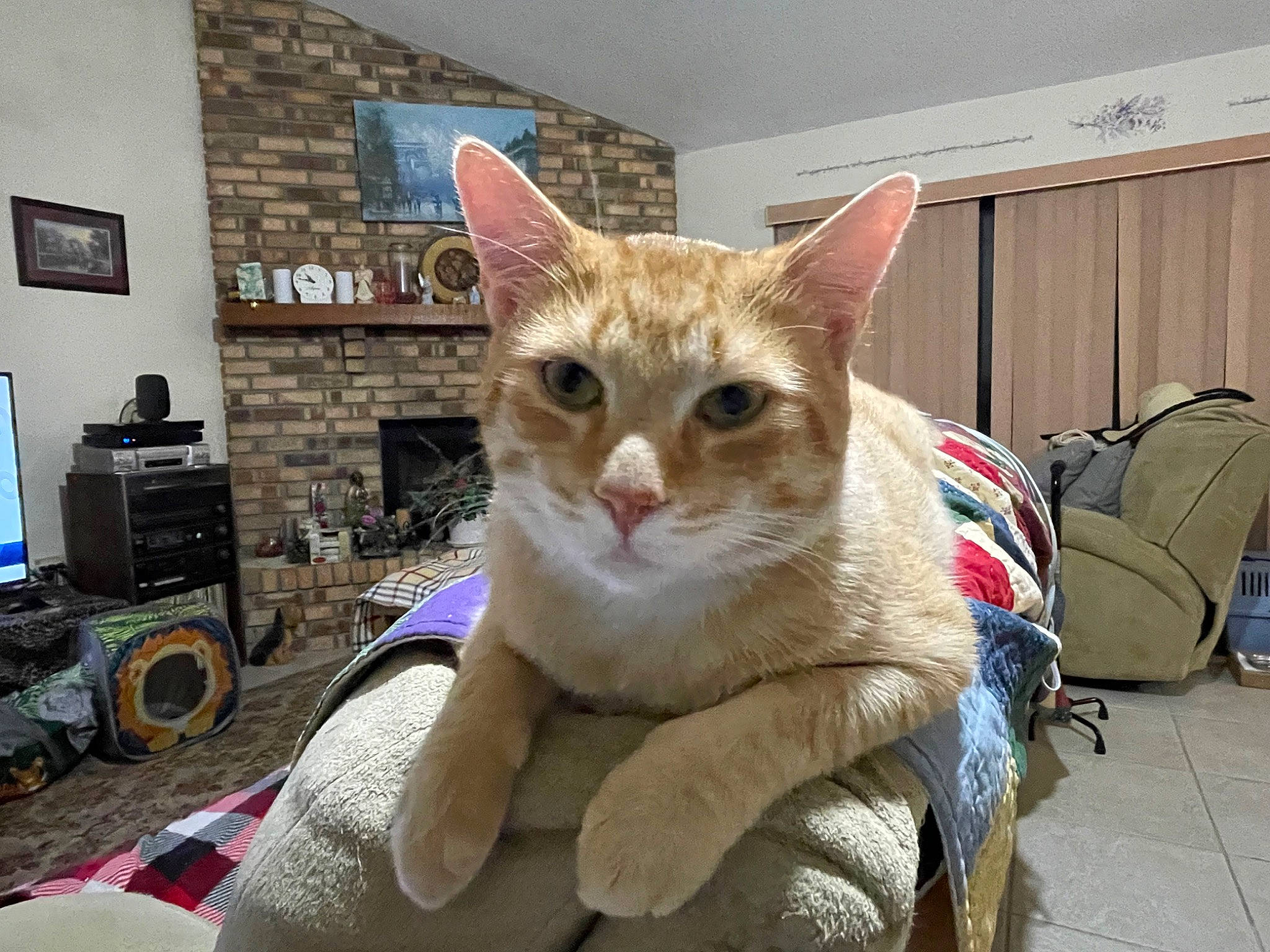 Leo is registered to the contest to win money with this photo: carnivore, cat, collar, computer_keyboard, computer_monitor, domestic_short_haired_cat, eye, fawn, felidae, fur, luggage_and_bags, paw, peripheral, picture_frame, sitting, small_to_medium_sized_cats, snout, tail, television, whiskers