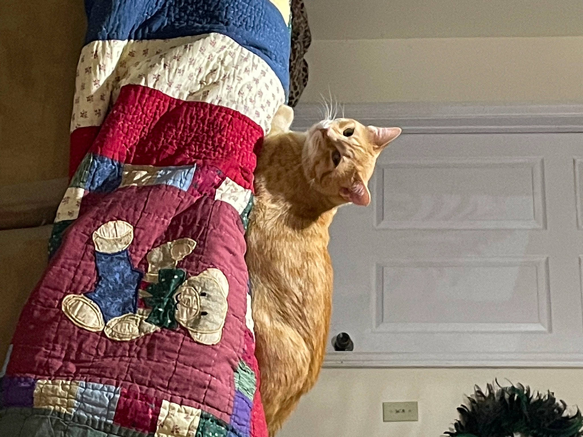 Leo joined the competition — help win amazing prizes! art, carnivore, cat, fawn, felidae, fur, linens, pattern, plaid, room, small_to_medium_sized_cats, stuffed_toy, tail, tartan, textile, tree, whiskers, window, wood, wool