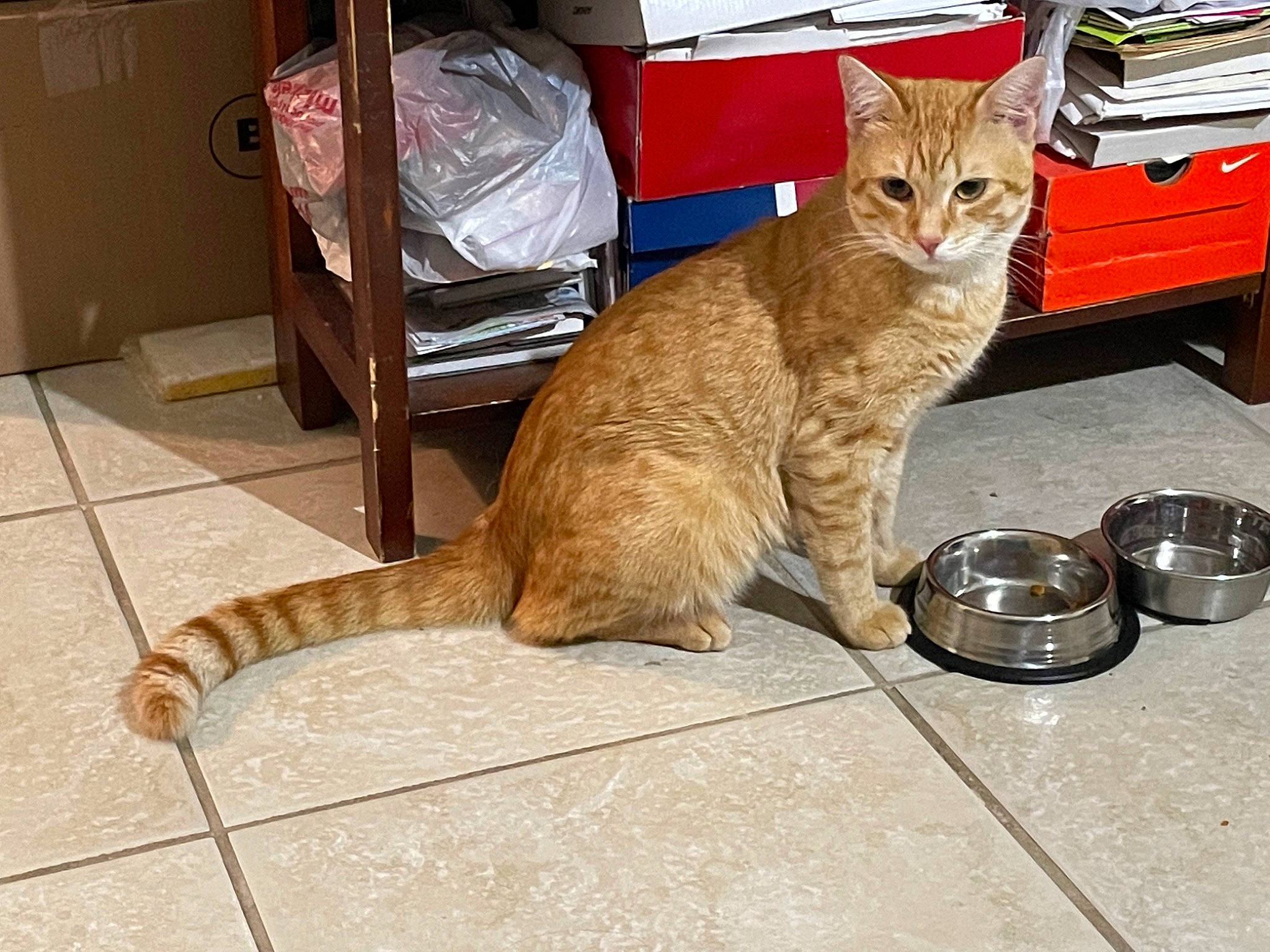 Leo is registered to the contest to win money with this photo: carnivore, cat, claw, domestic_short_haired_cat, fawn, felidae, flooring, foot, fur, hardwood, human_leg, paw, pet_supply, sitting, small_to_medium_sized_cats, snout, tail, terrestrial_animal, whiskers, wood