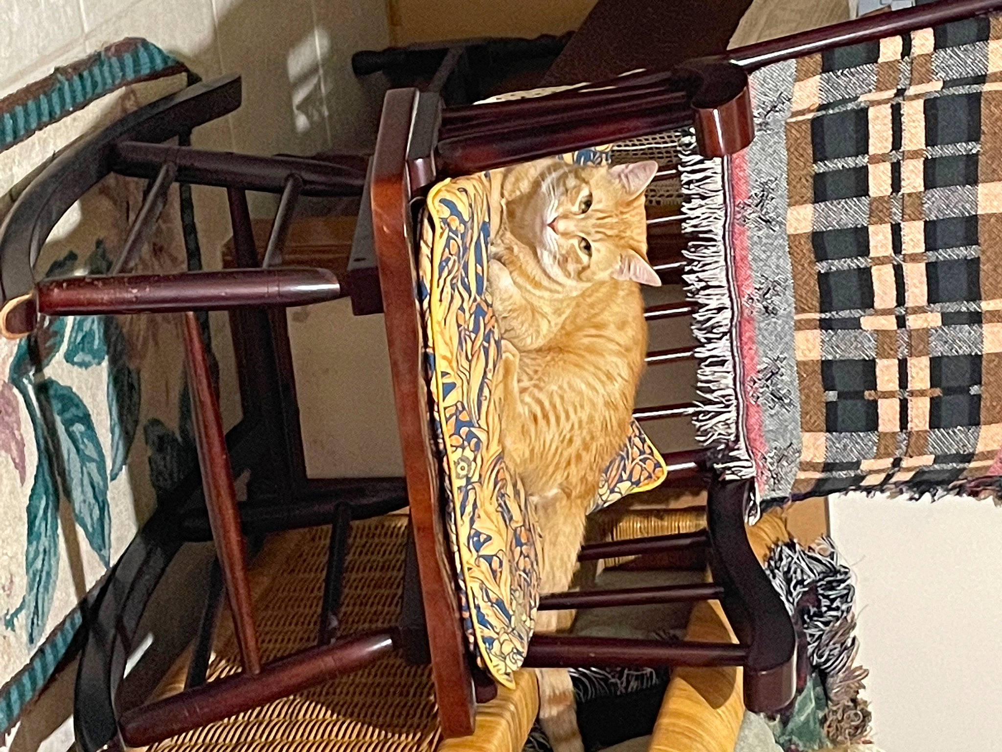 Leo joined the competition — help win amazing prizes! art, big_cats, building, chair, fashion_accessory, feather, felidae, flooring, fur, hardwood, mammal, metal, pattern, rectangle, room, shelving, vertebrate, visual_arts, wood