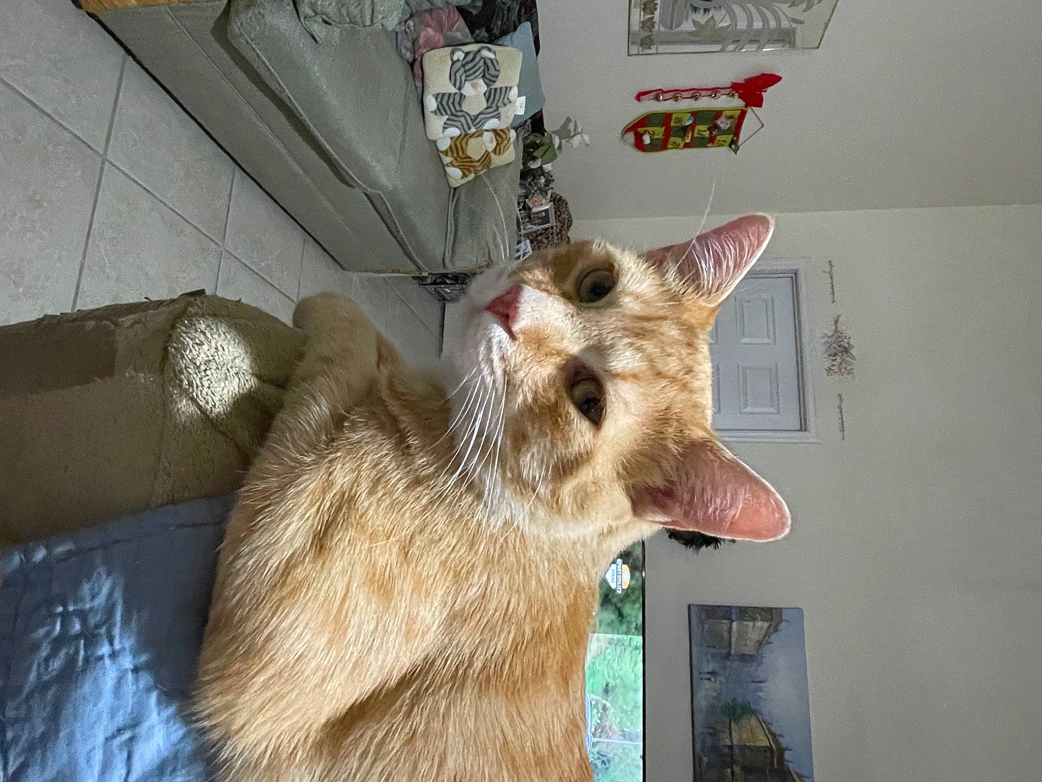 Leo joined the competition — help win amazing prizes! animal_shelter, carnivore, cat, claw, domestic_short_haired_cat, ear, fawn, felidae, fur, paw, picture_frame, small_to_medium_sized_cats, snout, tail, terrestrial_animal, whiskers, wildlife