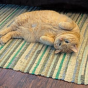 Tabby is registered to the contest to win money with this photo: animal, cat, comfort, couch, cozy, curious, cute, domestic, feline, fur, home, indoor, lying_down, orange_cat, paws, pet, relaxed, resting, striped_rug, wooden_floor