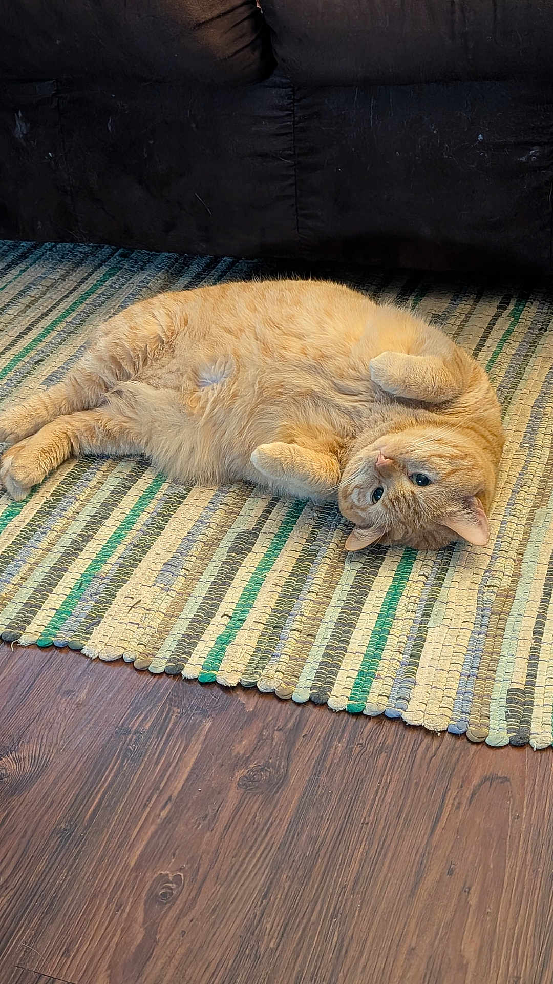 Tabby