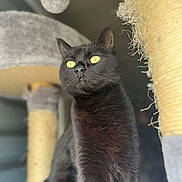Cookie a rejoint le concours — aidez-le/la à gagner de superbes lots ! black_cat, cat, pet, scratching_post, cat_tree, yellow_eyes, feline, indoor, fur, whiskers, animal, close_up, portrait, toy, scratching_post_worn, house_pet, looking_up, curious, soft_light, cozy