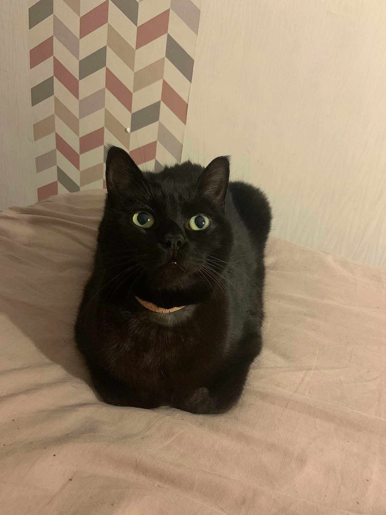 Cookie participe au concours pour gagner de l'argent avec cette photo : black_cat, cat, pet, indoor, bed, bedspread, collar, feline, animal, curious, wide_eyes, patterned_wall, resting, cute, domestic_cat, fur, whiskers, ears, looking_up, cozy